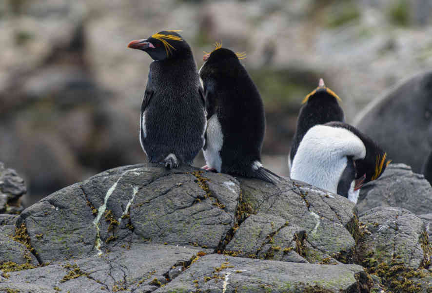 Pingüino Macaroni - islas Georgias del Sur 31.jpg